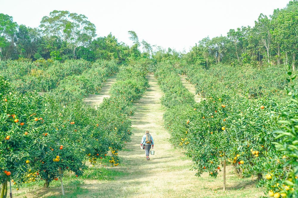 桔滿緣休閒農場X魔王 新竹旅遊景點推薦 不限時間橘子吃到飽 新竹旅遊景點 @魔王的碗公