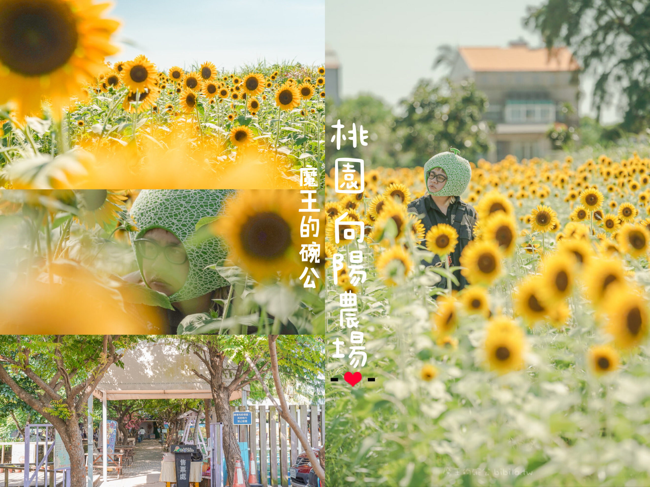 向陽農場 Ｘ魔王 桃園觀音景點 北台灣最大的向日葵花海 桃園旅遊推薦