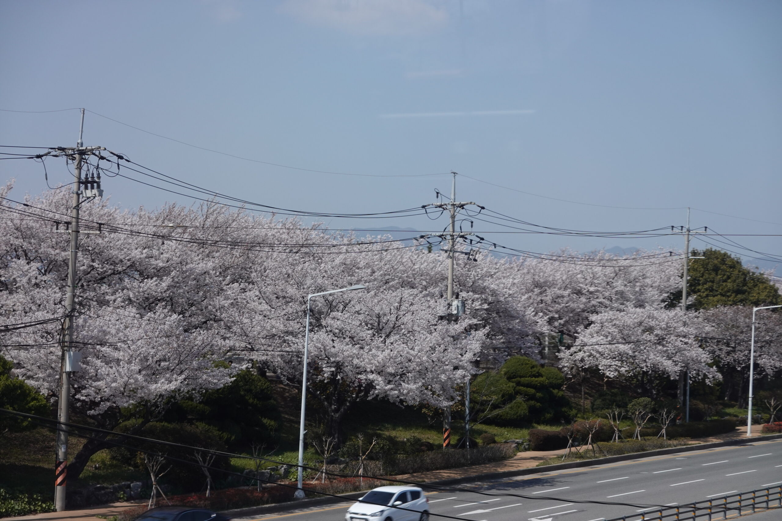 大渚生態公園櫻花 X魔王 釜山櫻花景點 同時可以拍到油菜花跟櫻花 @魔王的碗公
