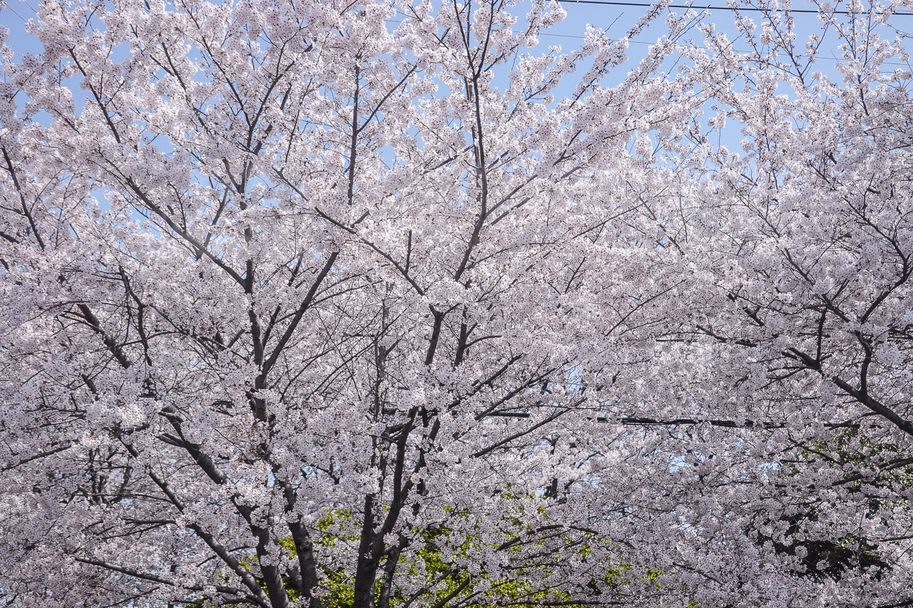 大渚生態公園櫻花  釜山櫻花景點 同時可以拍到油菜花跟櫻花 @魔王的碗公