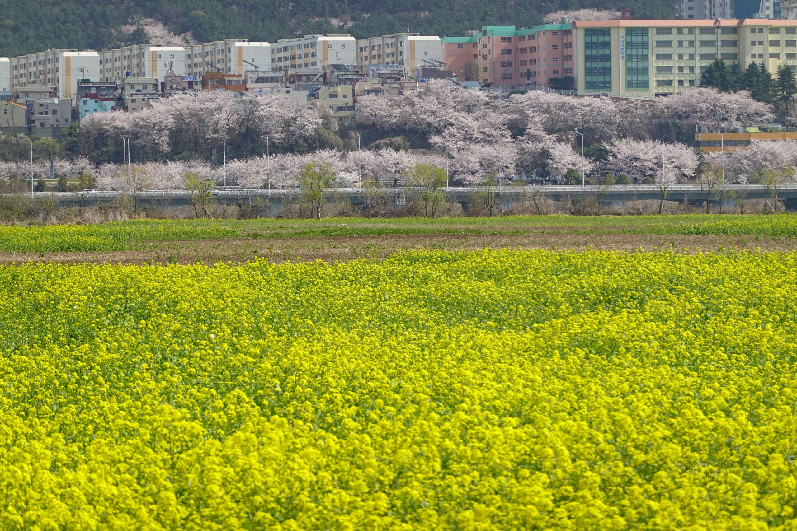 大渚生態公園櫻花 X魔王 釜山櫻花景點 同時可以拍到油菜花跟櫻花 @魔王的碗公