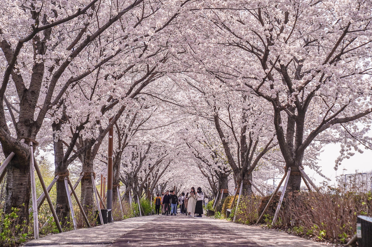 大渚生態公園櫻花  釜山櫻花景點 同時可以拍到油菜花跟櫻花 @魔王的碗公