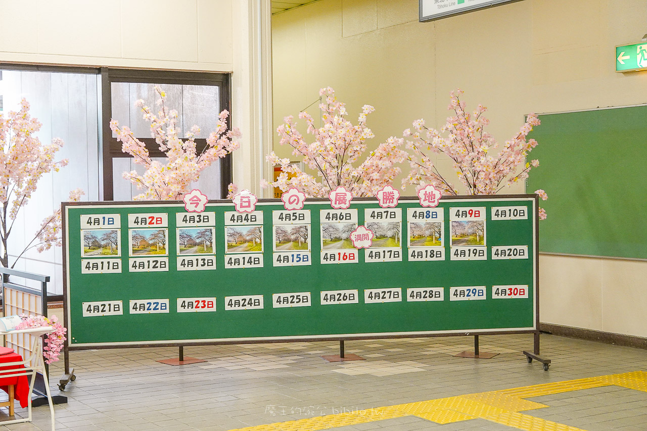 日本岩手 北上展勝地公園 花期長達一個月的櫻花絕景 新幹線就可以到的賞櫻景點 @魔王的碗公