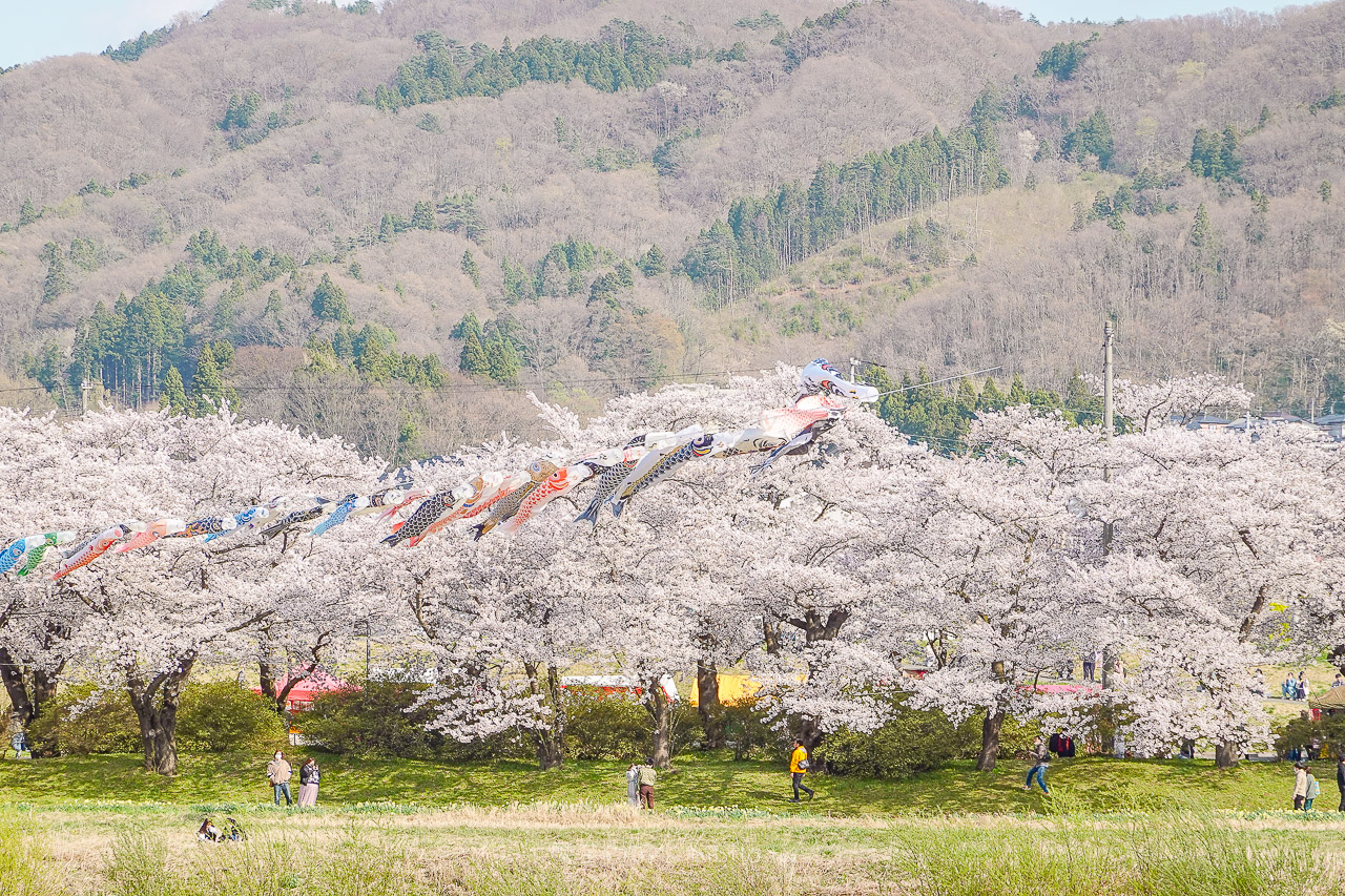 日本岩手 北上展勝地公園 花期長達一個月的櫻花絕景 新幹線就可以到的賞櫻景點 @魔王的碗公