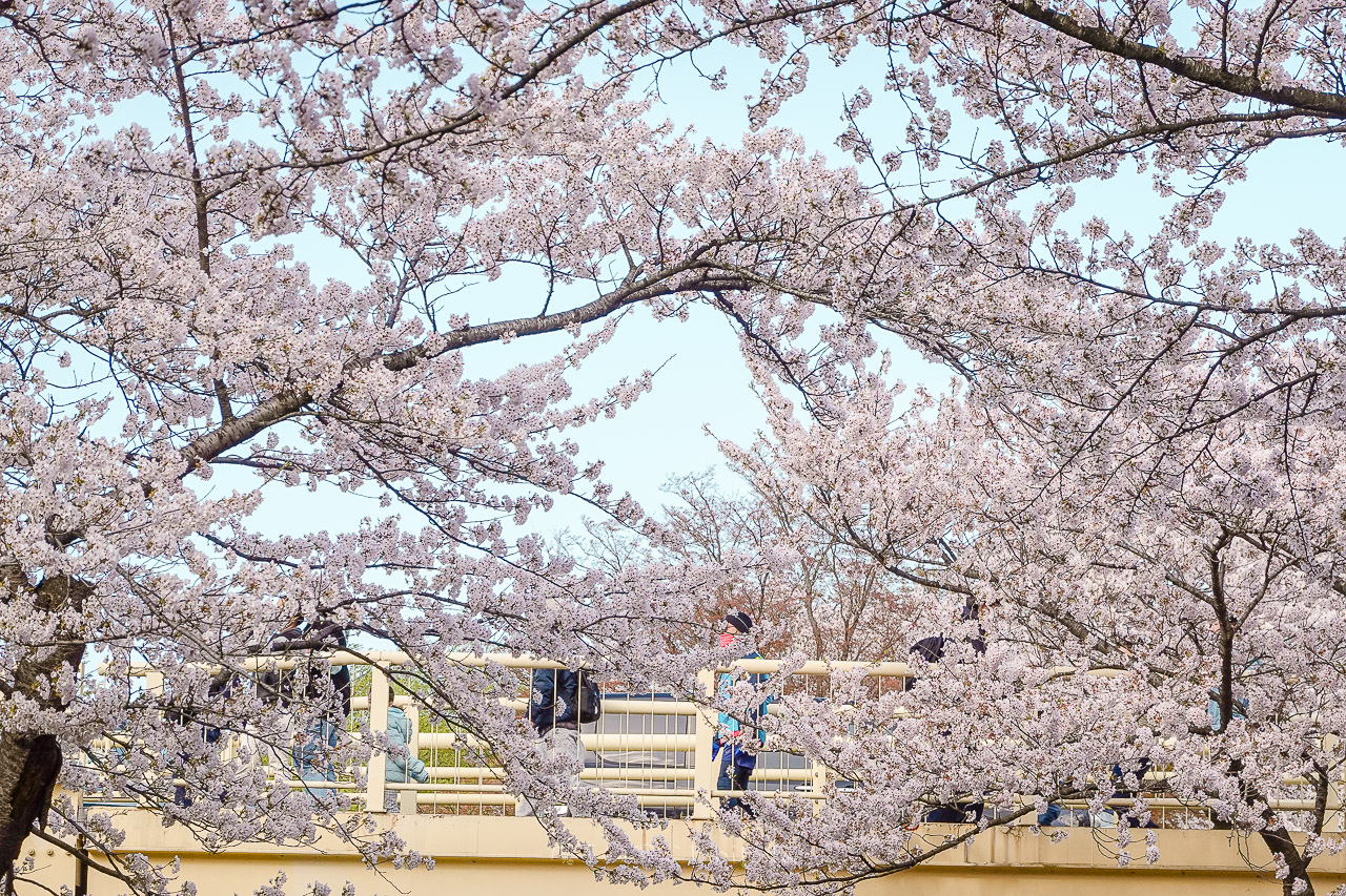 日本岩手 北上展勝地公園 花期長達一個月的櫻花絕景 新幹線就可以到的賞櫻景點 @魔王的碗公