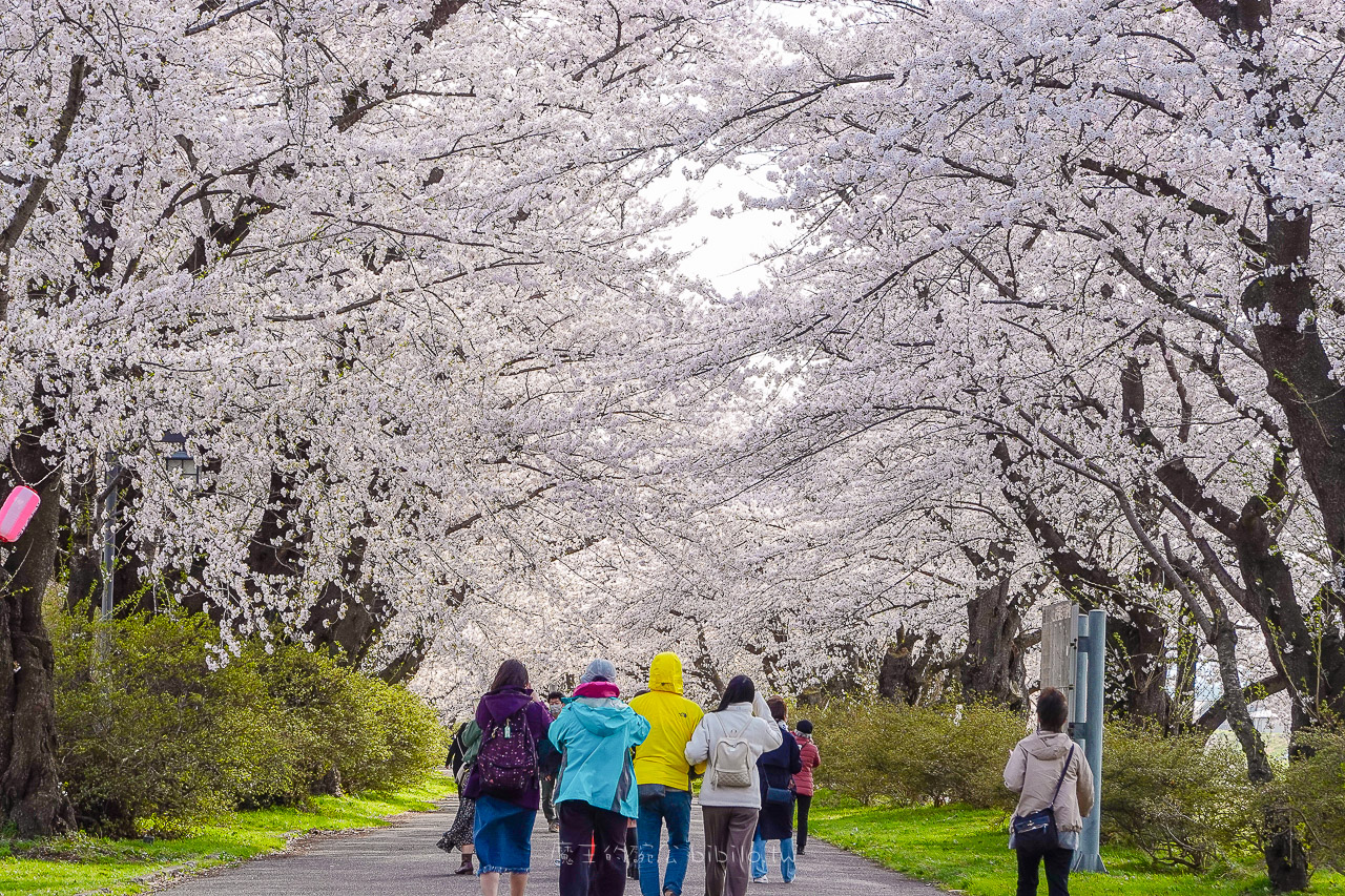 日本岩手 北上展勝地公園 花期長達一個月的櫻花絕景 新幹線就可以到的賞櫻景點 @魔王的碗公