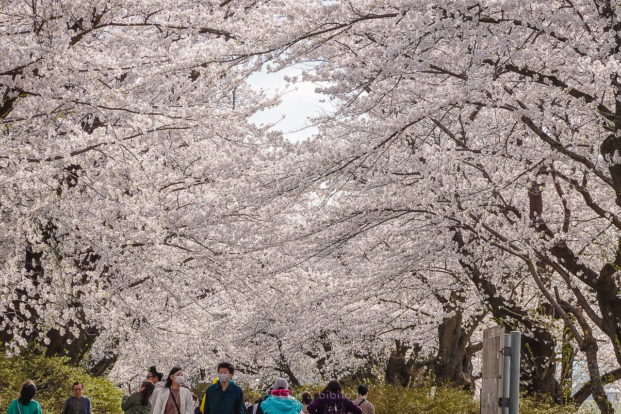 日本岩手 北上展勝地公園 花期長達一個月的櫻花絕景 新幹線就可以到的賞櫻景點 @魔王的碗公