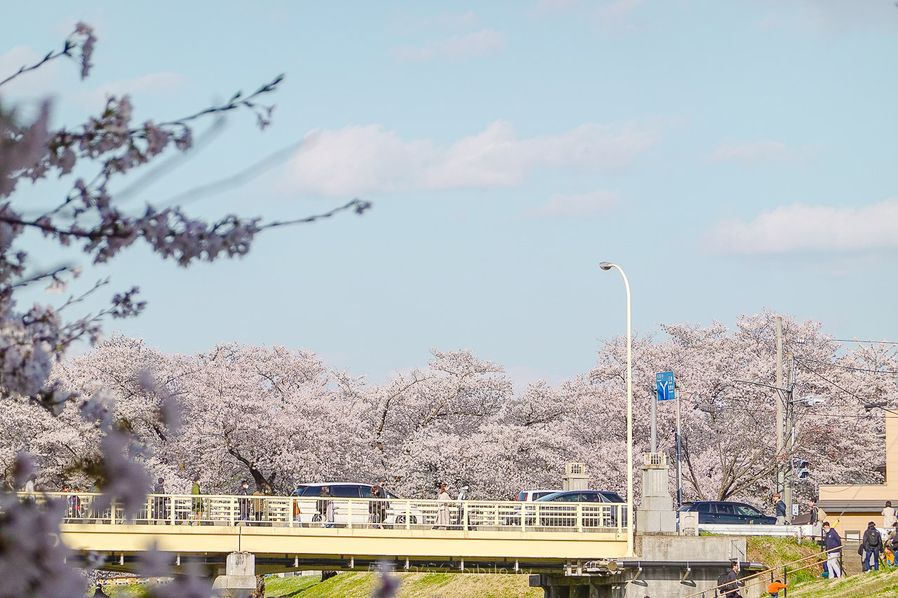 日本岩手 北上展勝地公園 花期長達一個月的櫻花絕景 新幹線就可以到的賞櫻景點 @魔王的碗公