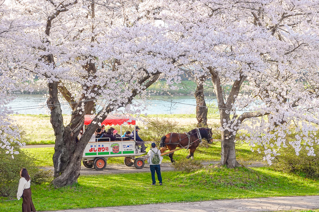 日本岩手 北上展勝地公園 花期長達一個月的櫻花絕景 新幹線就可以到的賞櫻景點 @魔王的碗公