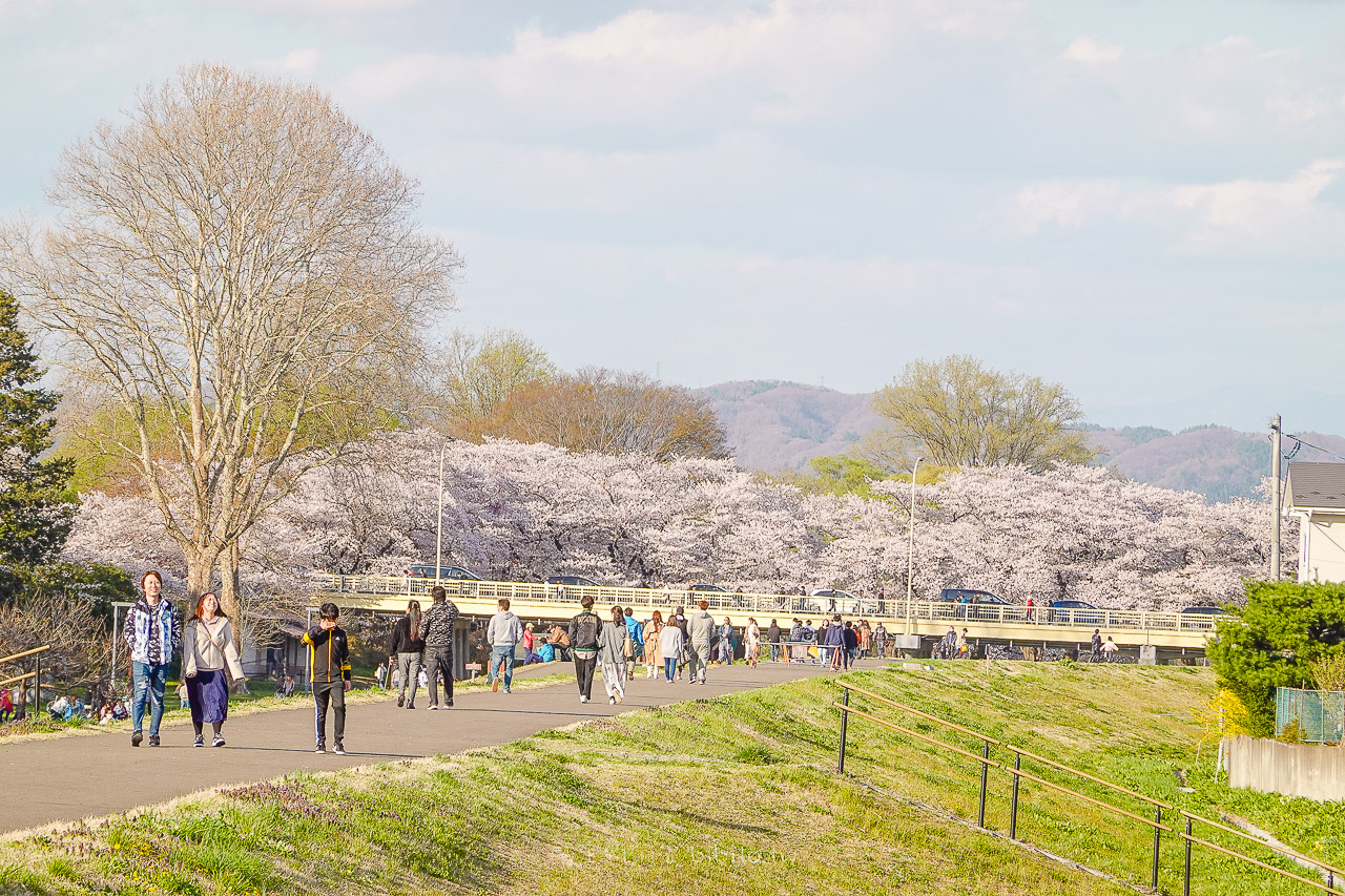 日本岩手 北上展勝地公園 花期長達一個月的櫻花絕景 新幹線就可以到的賞櫻景點 @魔王的碗公