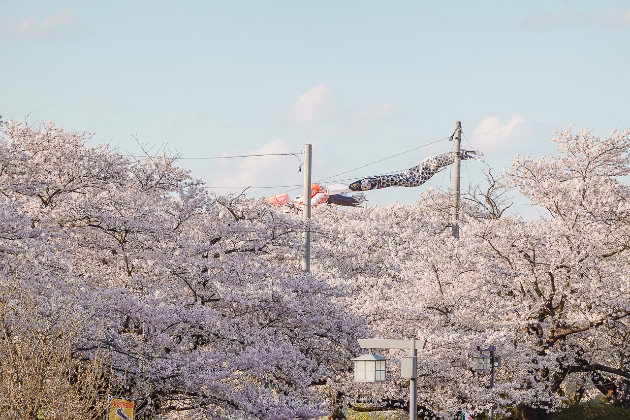 日本岩手 北上展勝地公園 花期長達一個月的櫻花絕景 新幹線就可以到的賞櫻景點 @魔王的碗公