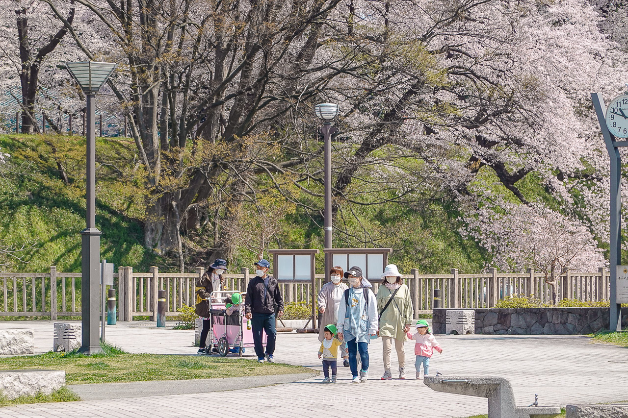 山形霞城公園櫻花 山形車站走路就可以到達的千棵櫻花公園 @魔王的碗公