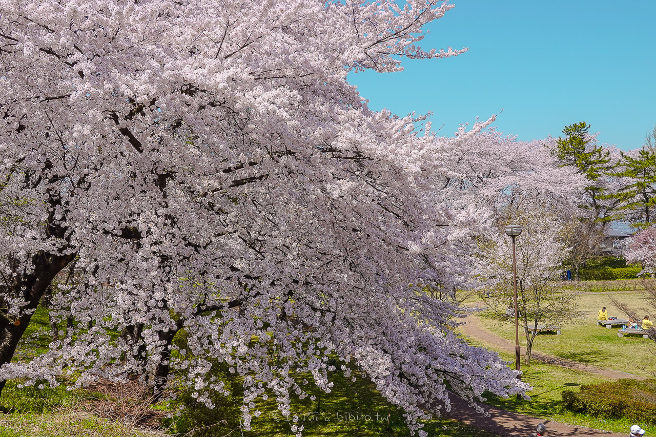 山形霞城公園櫻花 山形車站走路就可以到達的千棵櫻花公園 @魔王的碗公