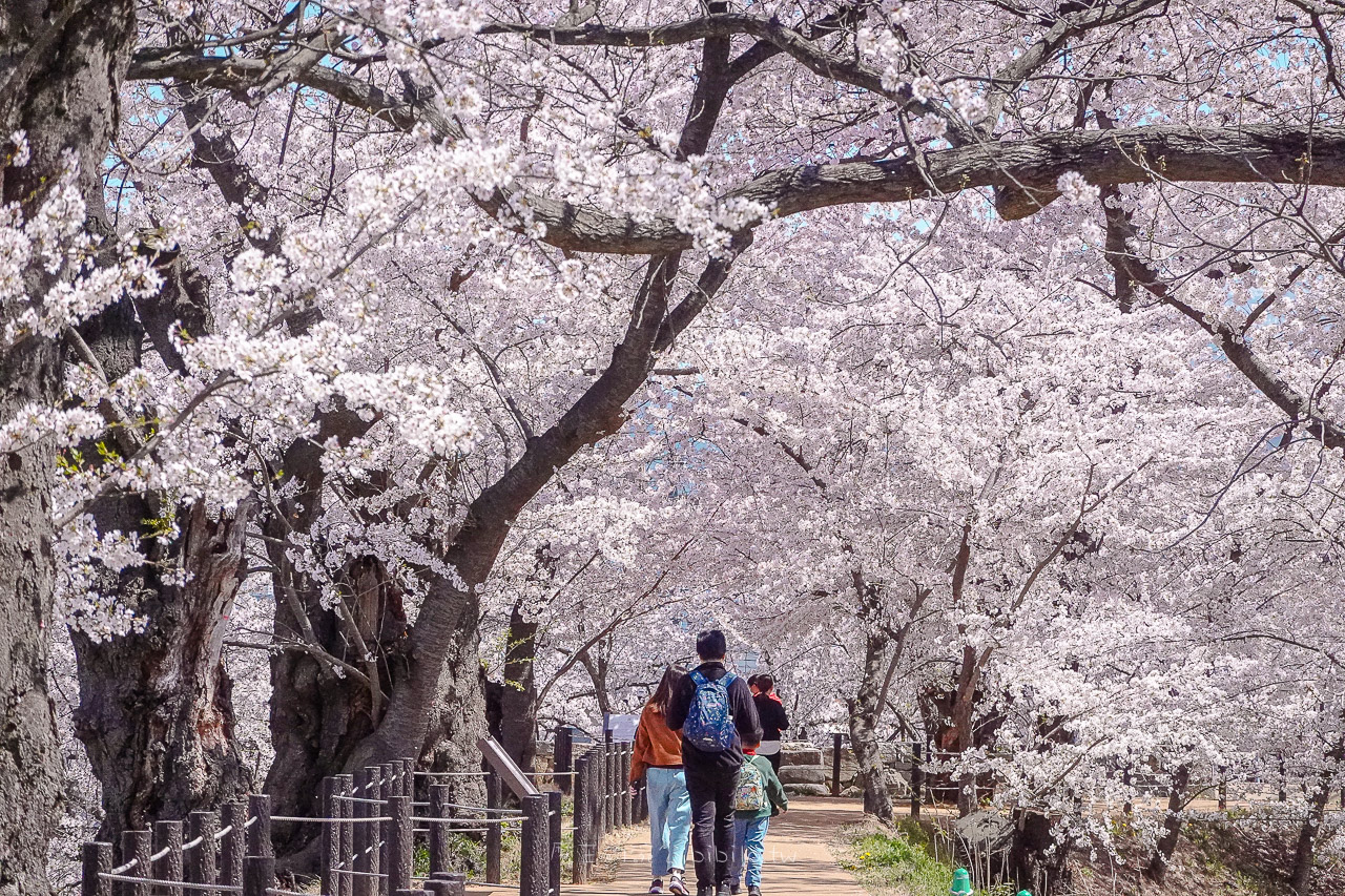 山形霞城公園櫻花 山形車站走路就可以到達的千棵櫻花公園 @魔王的碗公