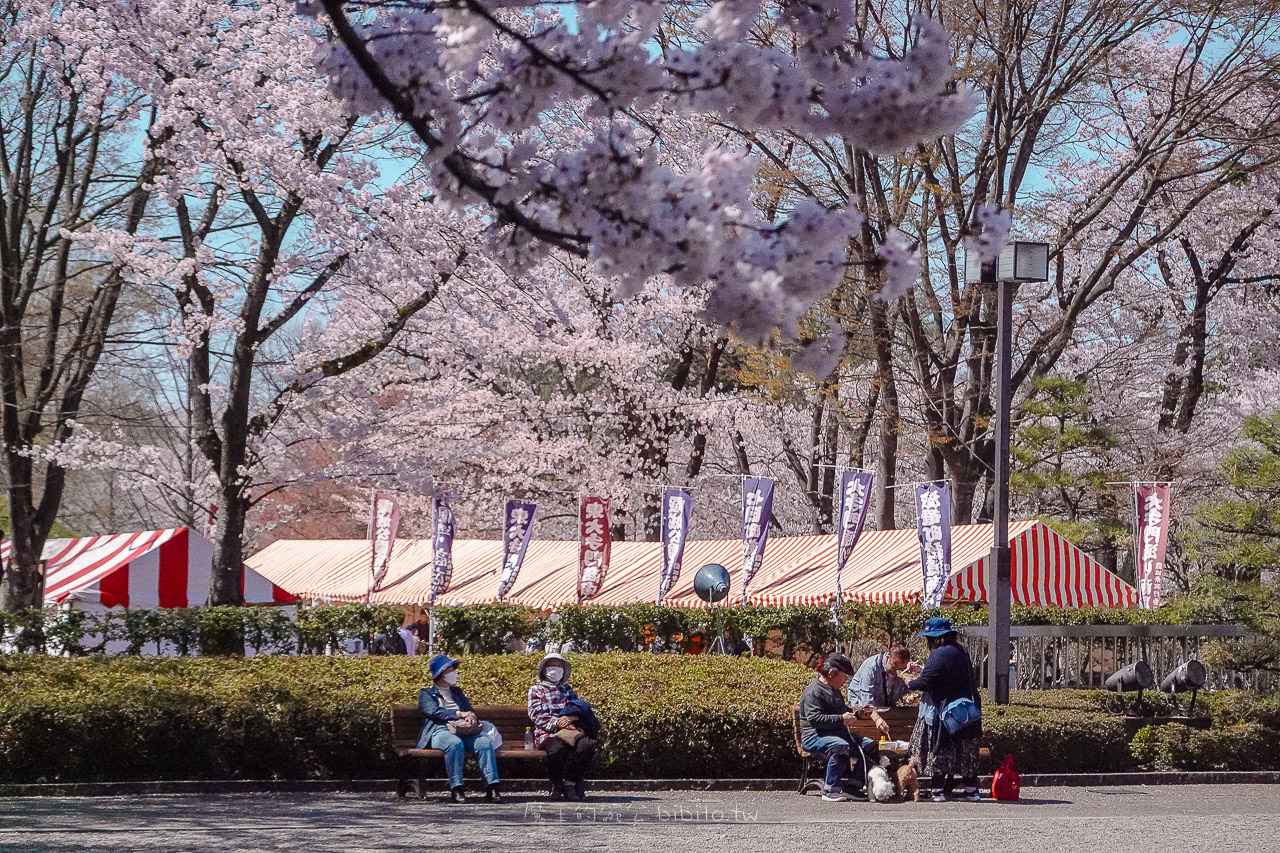 山形霞城公園櫻花 山形車站走路就可以到達的千棵櫻花公園 @魔王的碗公