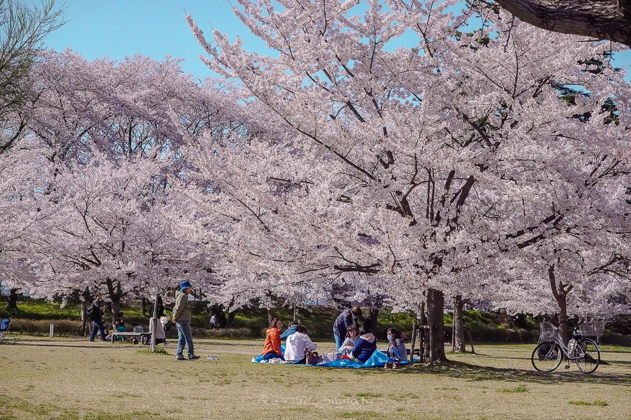 山形霞城公園櫻花 山形車站走路就可以到達的千棵櫻花公園 @魔王的碗公