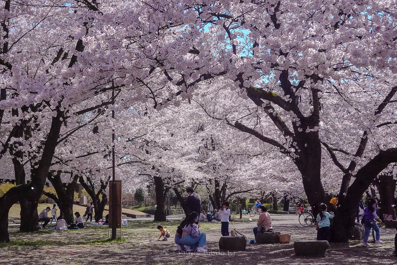 山形霞城公園櫻花 山形車站走路就可以到達的千棵櫻花公園 @魔王的碗公