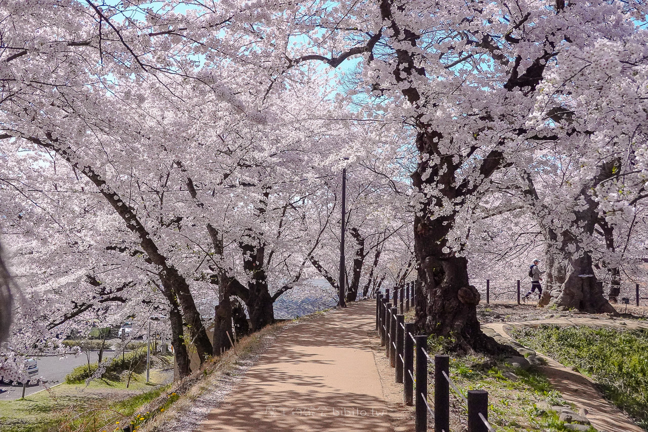 山形霞城公園櫻花 山形車站走路就可以到達的千棵櫻花公園 @魔王的碗公