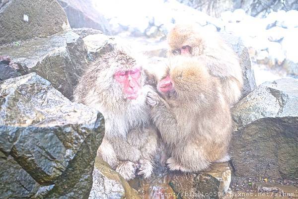 地獄谷猿猴公苑泡溫泉Ｘ魔王 日本長野 只能說情緒沸騰到最高點 連日本猴子也這麼有禮貌 『文末有詳細交通方式』 @魔王的碗公