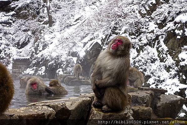 日本長野下集 看到傳說中的地獄谷猿猴泡溫泉 只能說情緒沸騰到最高點 連日本猴子也這麼有禮貌 『文末有詳細交通方式』 @魔王的碗公