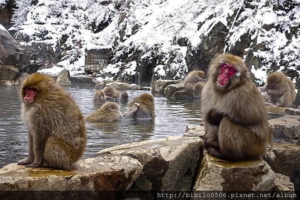 地獄谷猿猴公苑泡溫泉Ｘ魔王 日本長野 只能說情緒沸騰到最高點 連日本猴子也這麼有禮貌 @魔王的碗公