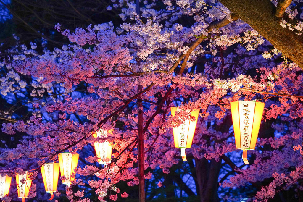 東京櫻花 目黑川櫻花 東京人氣第一名的賞櫻景點 夜櫻也很美 @魔王的碗公